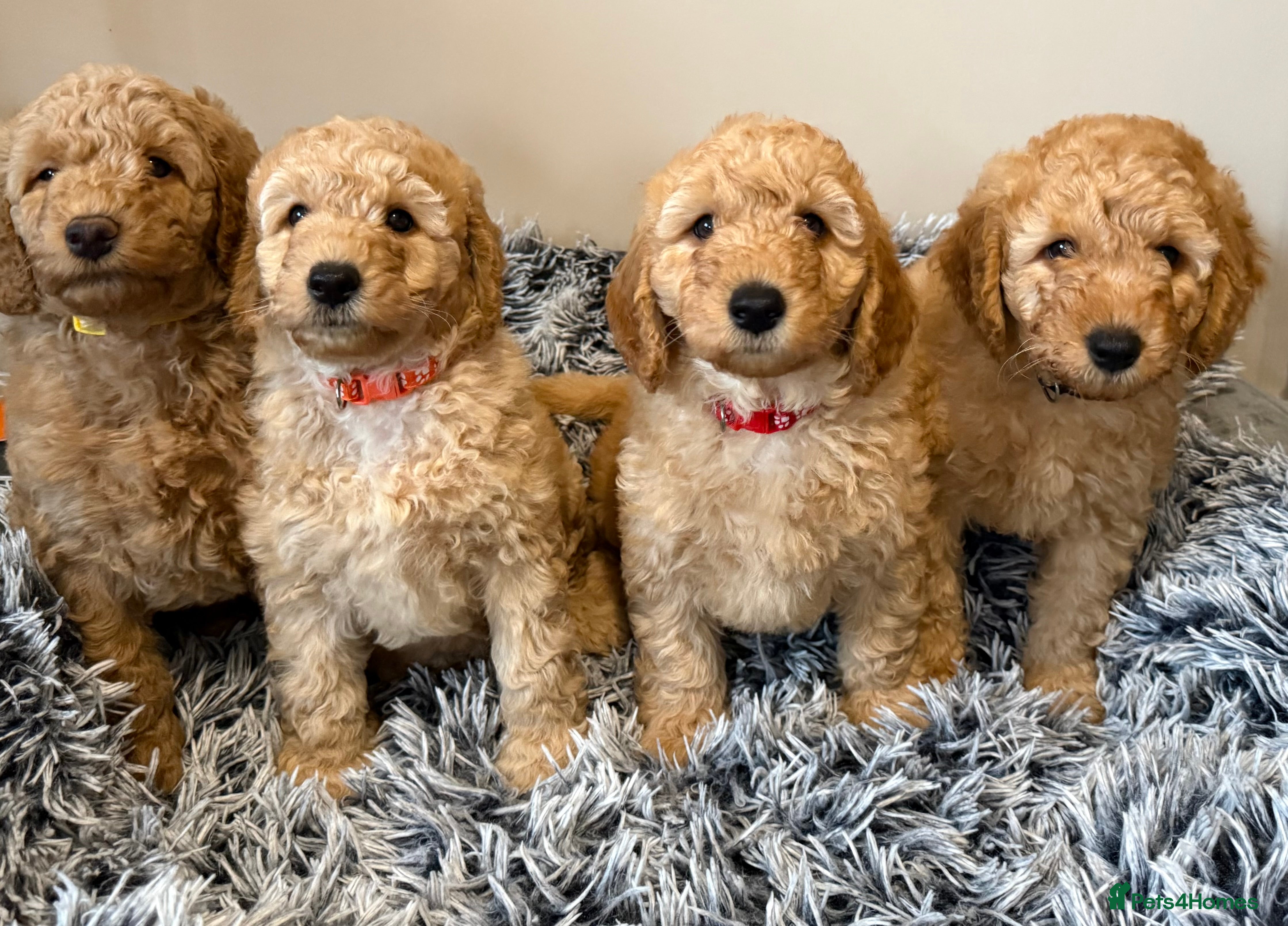 Labradoodle dogs Exceptional F1BB Labradoodle Puppies - Home Raised - Advert 10