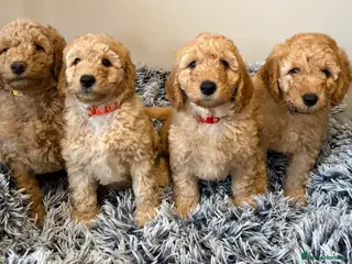 Labradoodle dogs Exceptional F1BB Labradoodle Puppies - Home Raised - Advert 7