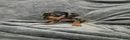 Miniature Dachshund dogs for sale: Dachsund puppies ready end of oct  - Advert 8