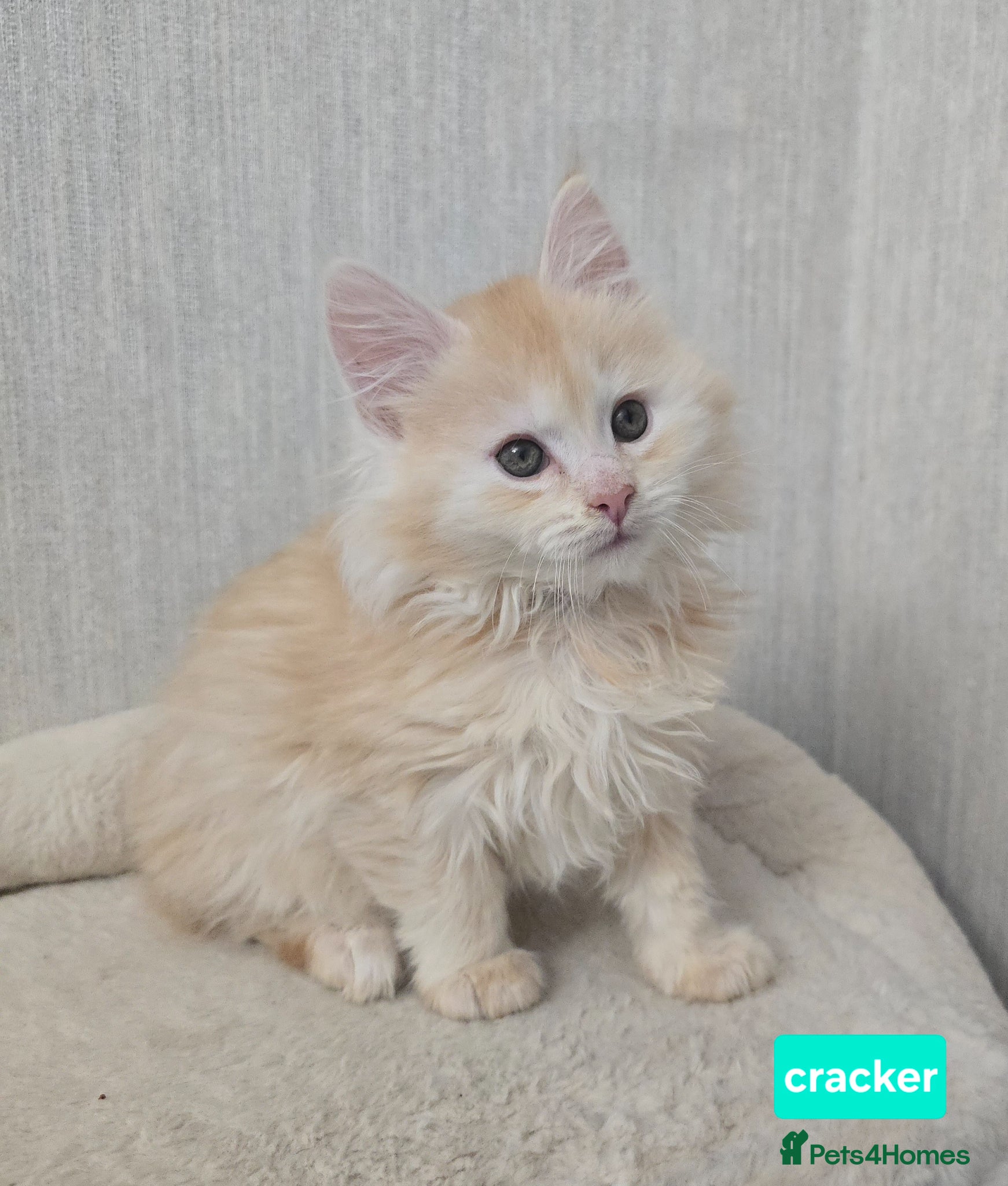Maine Coon cats RARE Red High Silver Stunning Maine Coons Boys - Advert 6