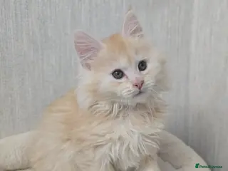 Maine Coon cats RARE Red High Silver Stunning Maine Coons Boys - Advert 6