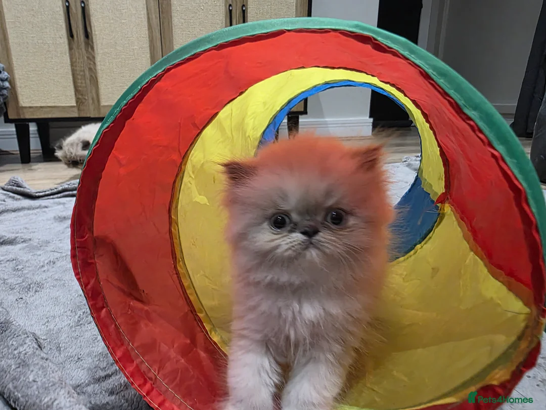 Persian cats for sale: Beautiful pure breed Persian kittens  - Advert 2