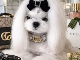 Maltese dogs KC reg DNA health tested tiny Korean Maltese stud - Advert 1