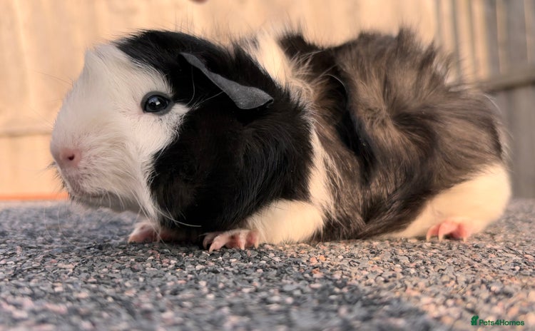 Guinea Pig rodents - Advert 5