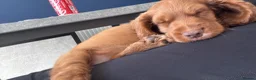 Cockapoo dogs for sale: Reggie  in Cwmbran - Advert 6