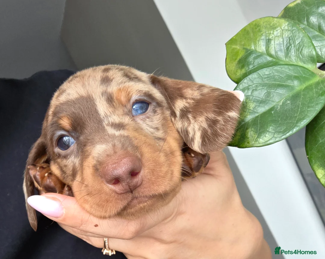 Miniature Dachshund dogs for sale: Kc Miniature Dachshunds ❤️ - Advert 1