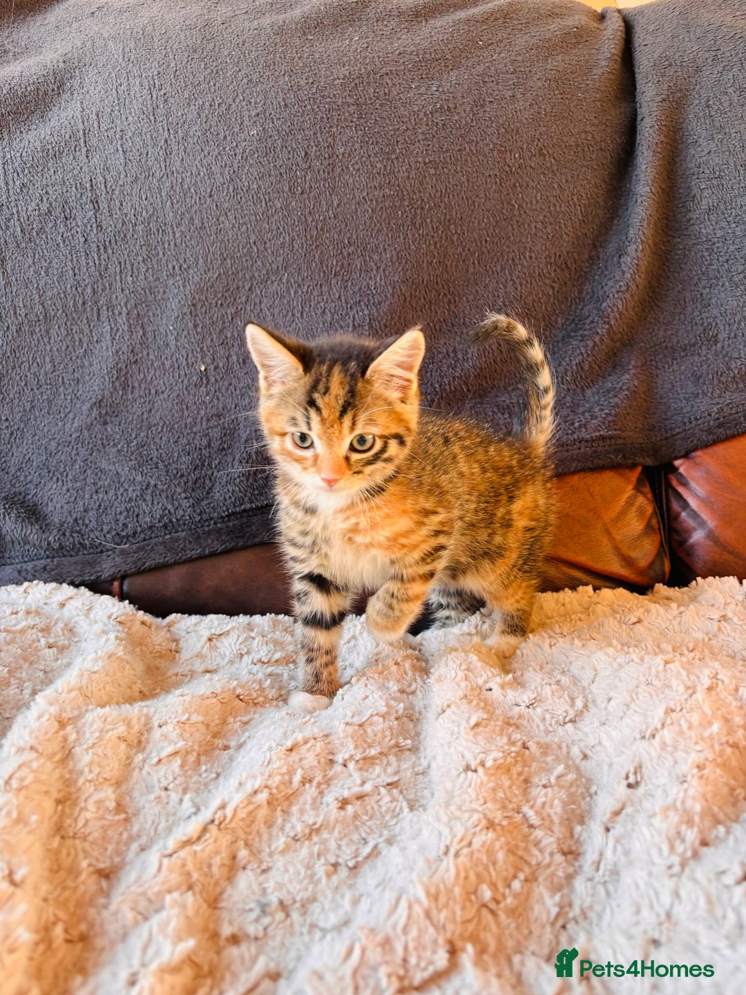 Bengal cats for sale: Mixed bengal male - Advert 2