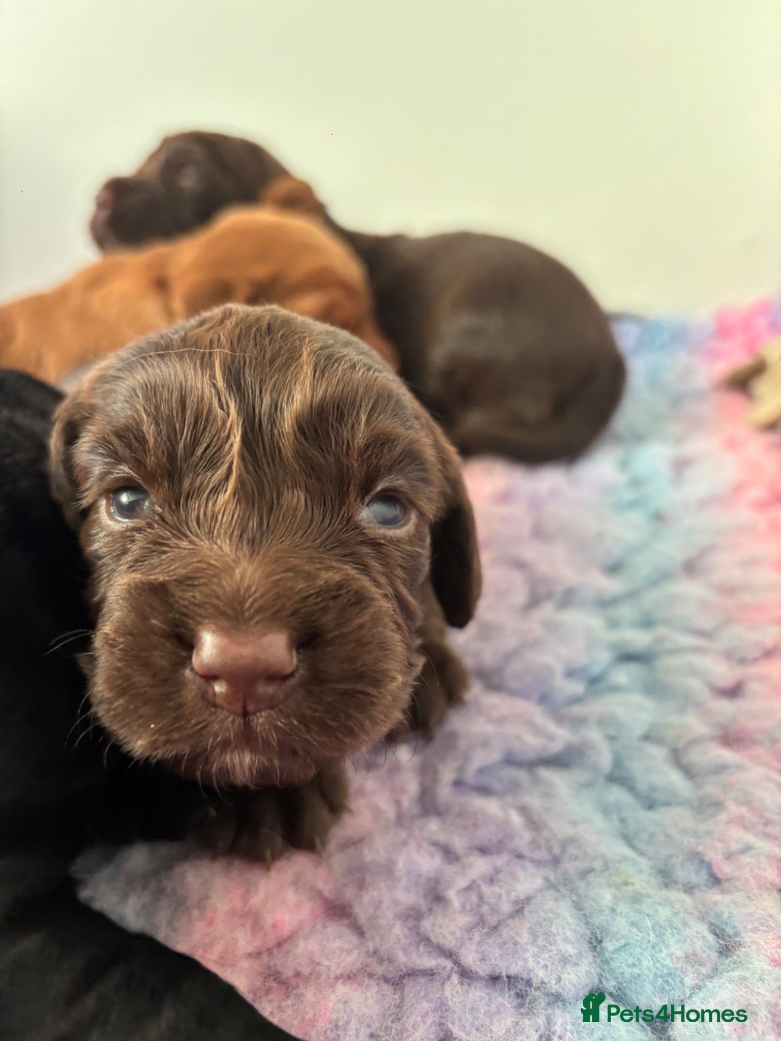 Cocker Spaniel dogs KC puppies. 1 girl 2 boys - Advert 2
