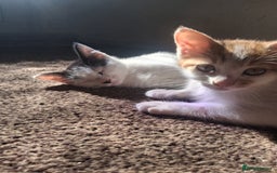 British Shorthair cats for sale: 2 beautiful calico girls - Image 9
