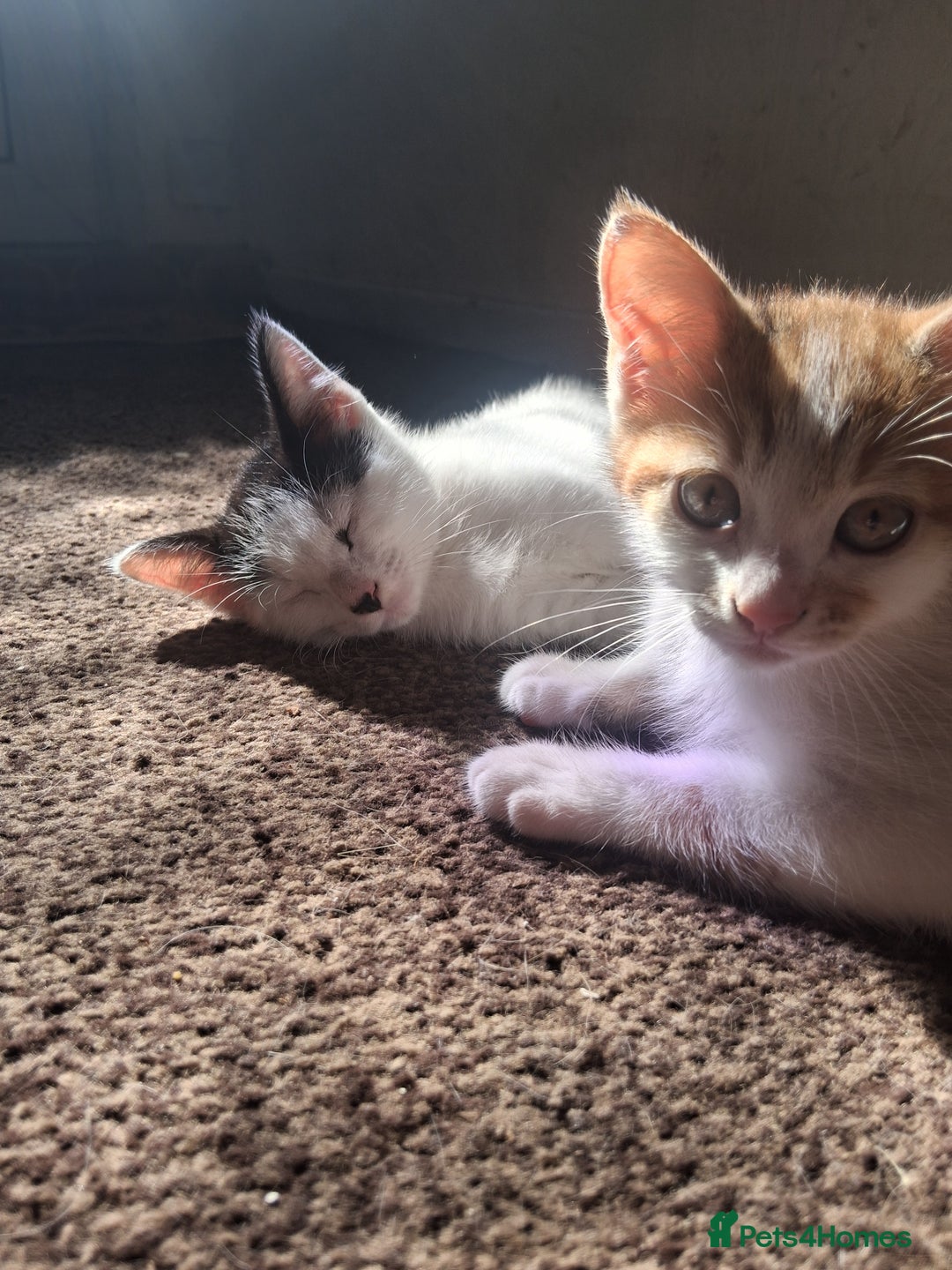 British Shorthair cats for sale: 2 beautiful calico girls - Image 9