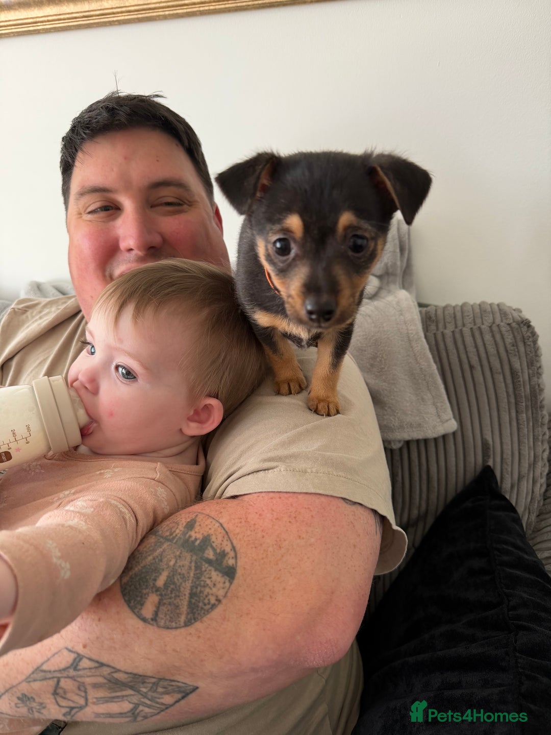 Mixed Breed dogs for sale: Lila  - Advert 3