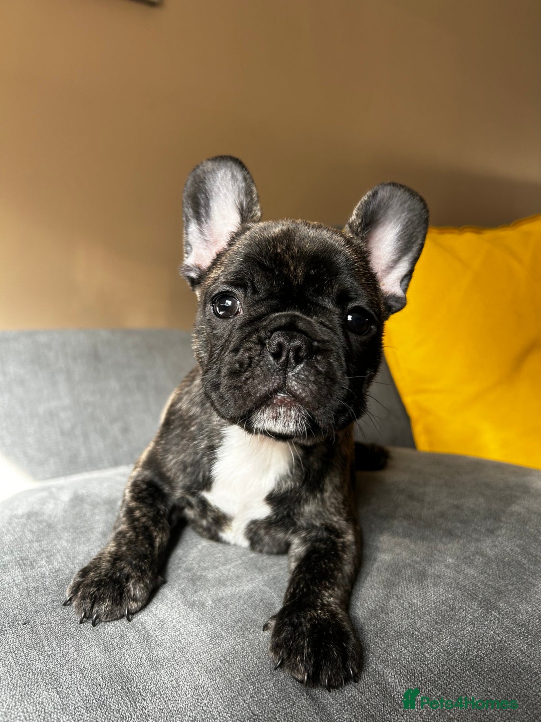 French Bulldog dogs for sale: KC, standard colours French Bulldog puppies🐾 - Image 33