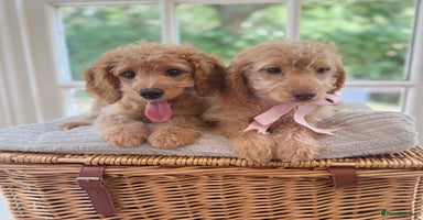 Cavapoo dogs - Advert 11