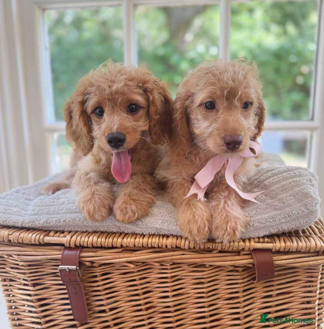 Cavapoo dogs for sale: F1b cavapoo puppies fully vaccinated  - Image 4