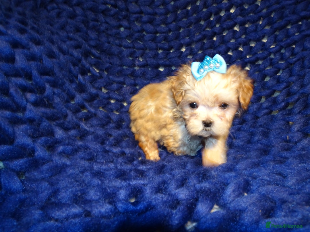 Maltipoo dogs for sale: *Micro Tiny F1 Maltese x Toy Poodle Maltipoo Pup* - Image 4