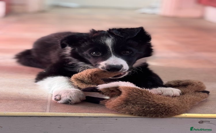 Border Collie dogs - Advert 16
