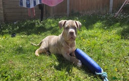 American Bully dogs for sale: Pocket bully  - Image 1