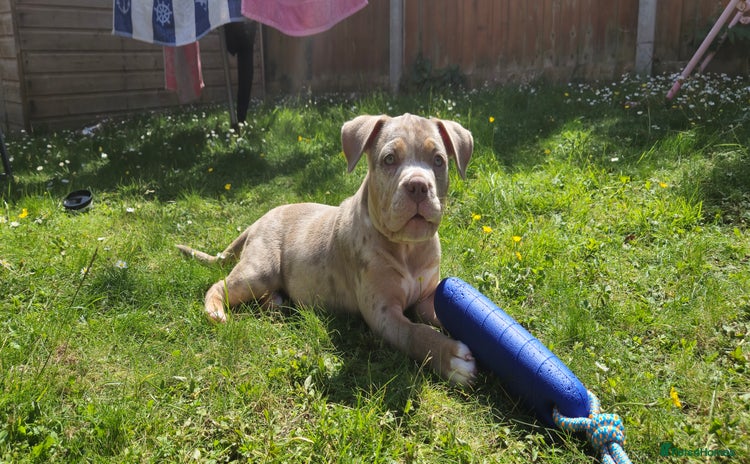 American Bully dogs - Advert 2