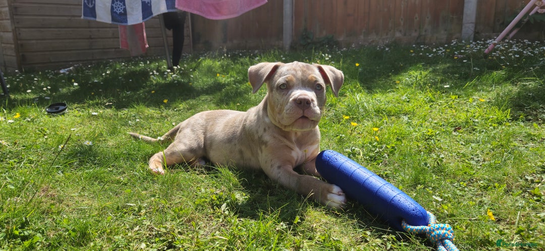 American Bully dogs for sale: Pocket bully  - Image 1