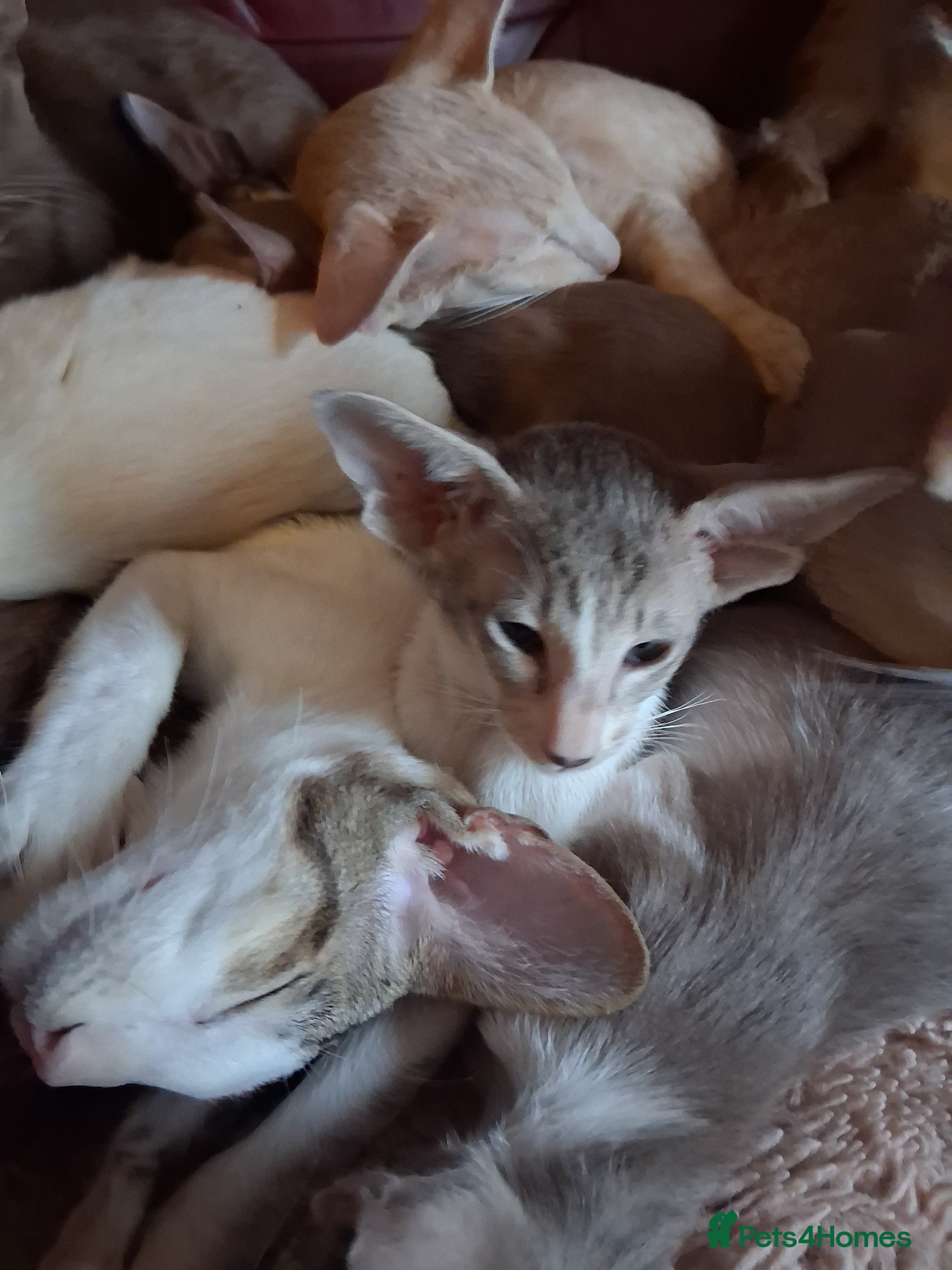 Oriental cats Stunning oriental girls ready 3.9.26 - Advert 3