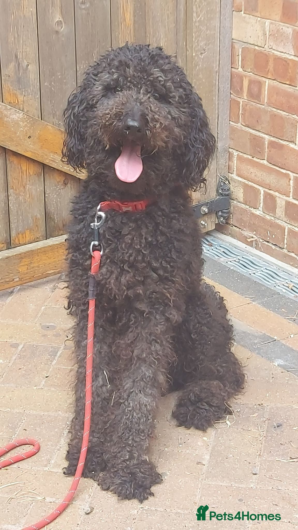 Standard Poodle dogs 2 Yrs old Standard Poodle Stud ready for servicing - Advert 3