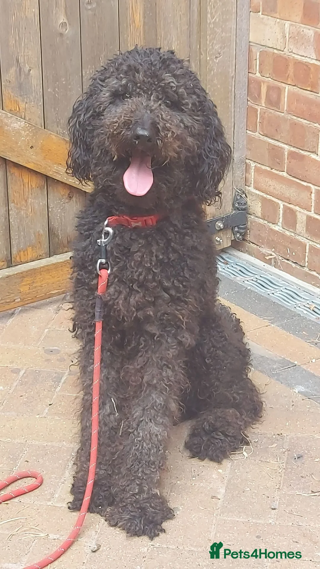Standard Poodle dogs for stud: 2 Yrs old Standard Poodle Stud ready for servicing - Advert 1