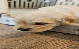 Golden Retriever dogs for sale: Beautiful chunky cream/golden retrievers  - Image 18