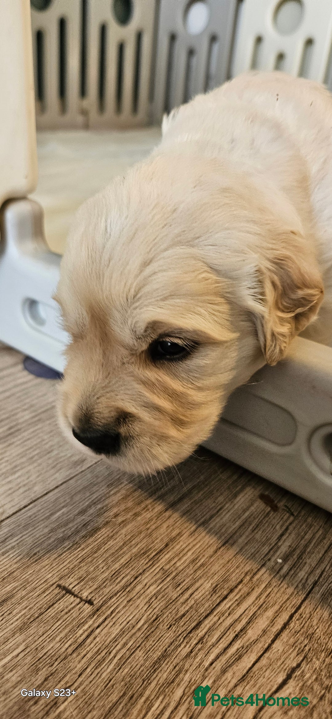 Golden Retriever dogs for sale: Beautiful chunky cream/golden retrievers  - Image 18