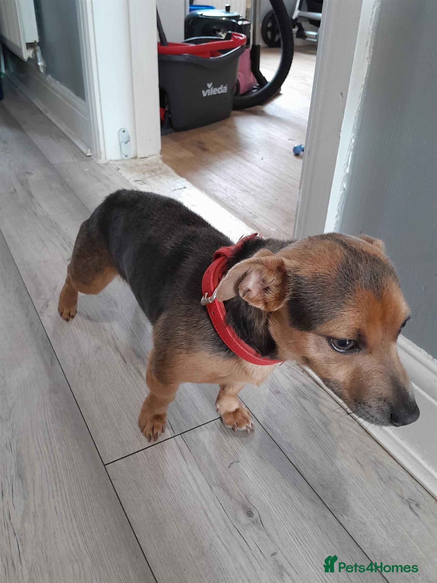 Jack Russell dogs Blue and tan jack russle boy  - Advert 4