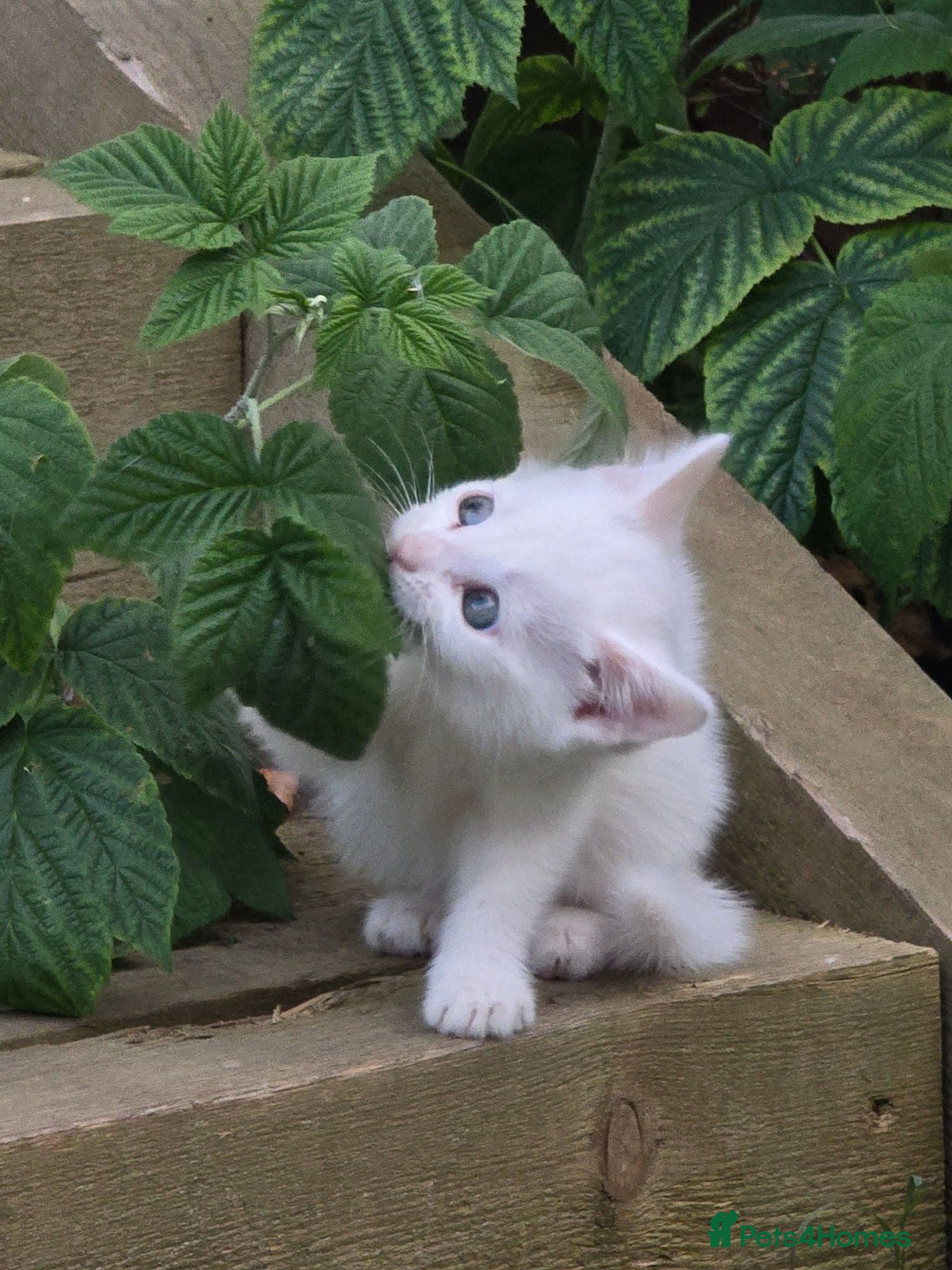 Turkish Angora cats Cute White Turkish Angora kittens / mixed eyes !  - Advert 1