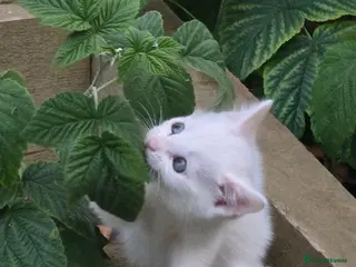 Turkish Angora cats Cute White Turkish Angora kittens / mixed eyes ! - Advert 5