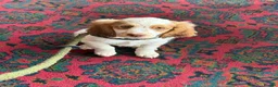 Mixed Breed dogs for sale: 1 beautiful boy Australian Labradoodle puppy left - Advert 3
