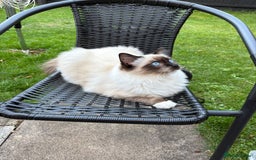 Ragdoll cats for sale: 5 beautiful Ragdoll kittens- 6 months old - Image 4