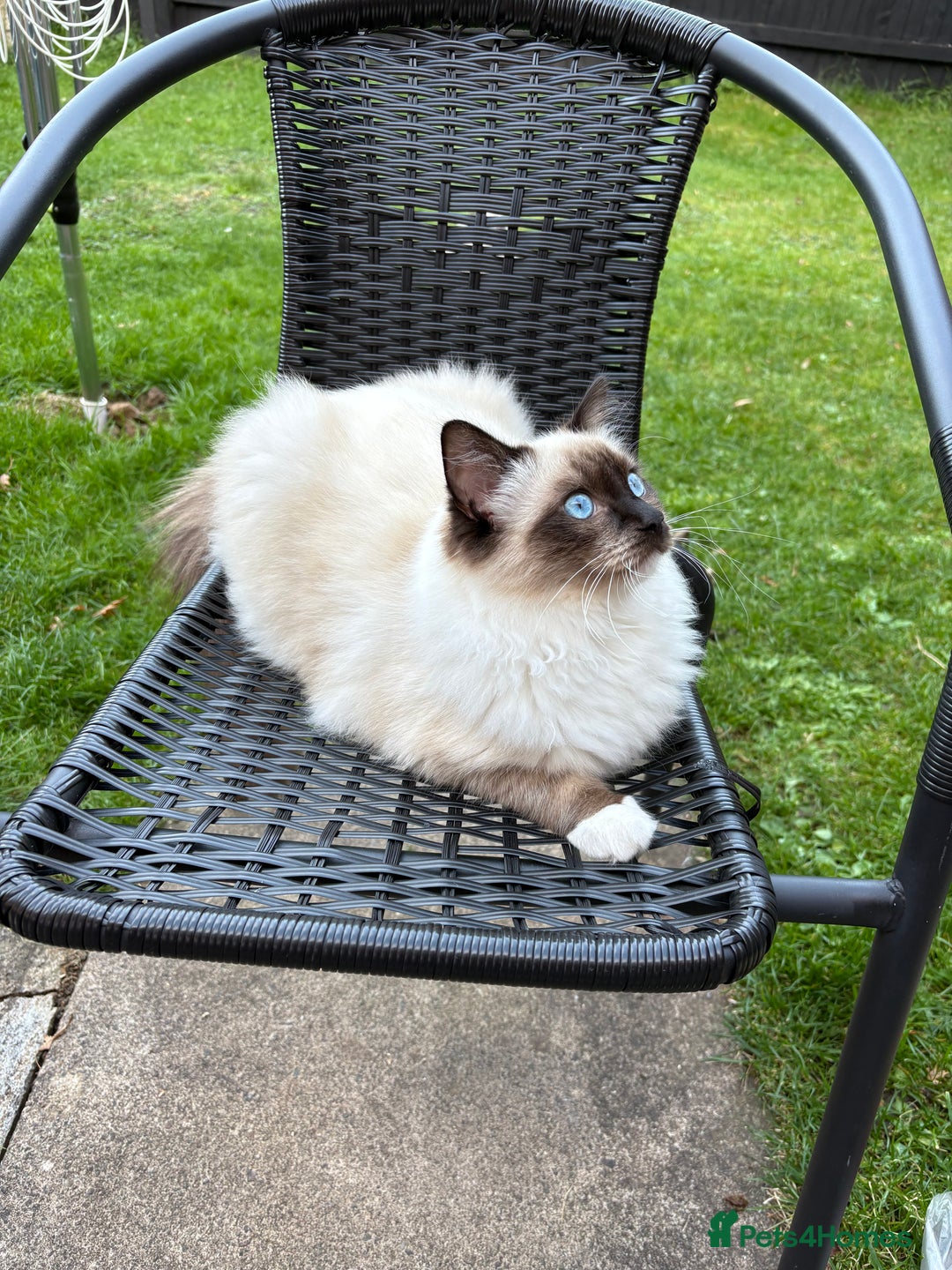 Ragdoll cats for sale: 5 beautiful Ragdoll kittens- 6 months old - Image 4