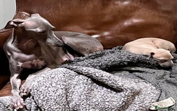 Italian Greyhound dogs for sale: Beautiful Italian Greyhound girls - Image 1