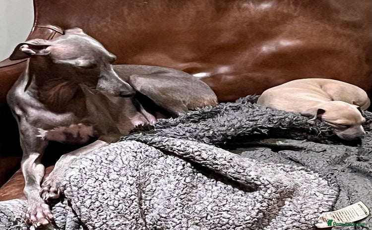 Italian Greyhound dogs - Advert 2