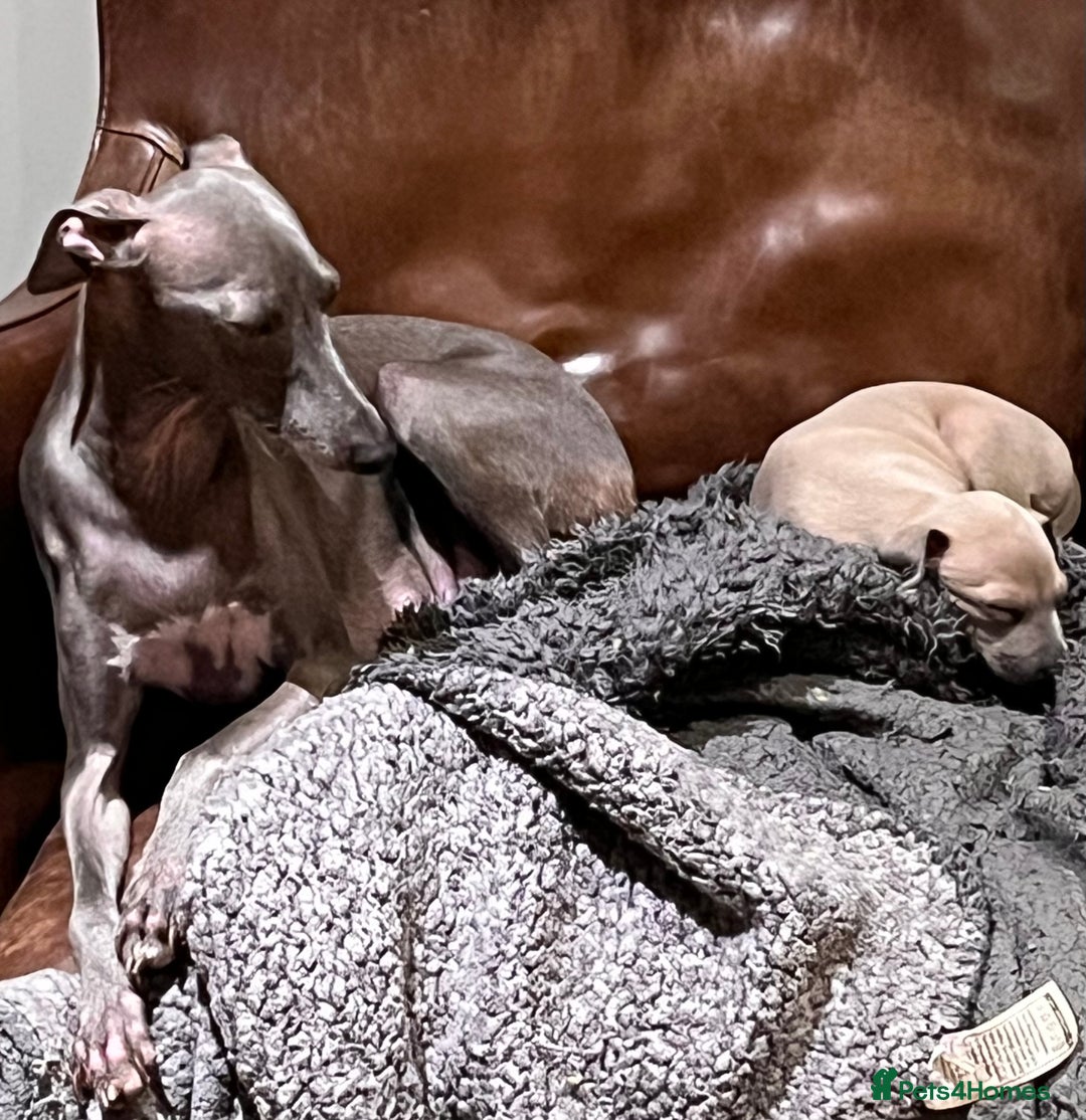 Italian Greyhound dogs for sale: Beautiful Italian Greyhound girls - Image 1