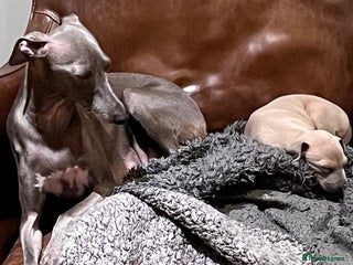 Italian Greyhound dogs for sale - Advert 1