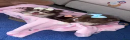 Pomeranian dogs for sale: 2 girl Pomeranians  in Wickford - Advert 12