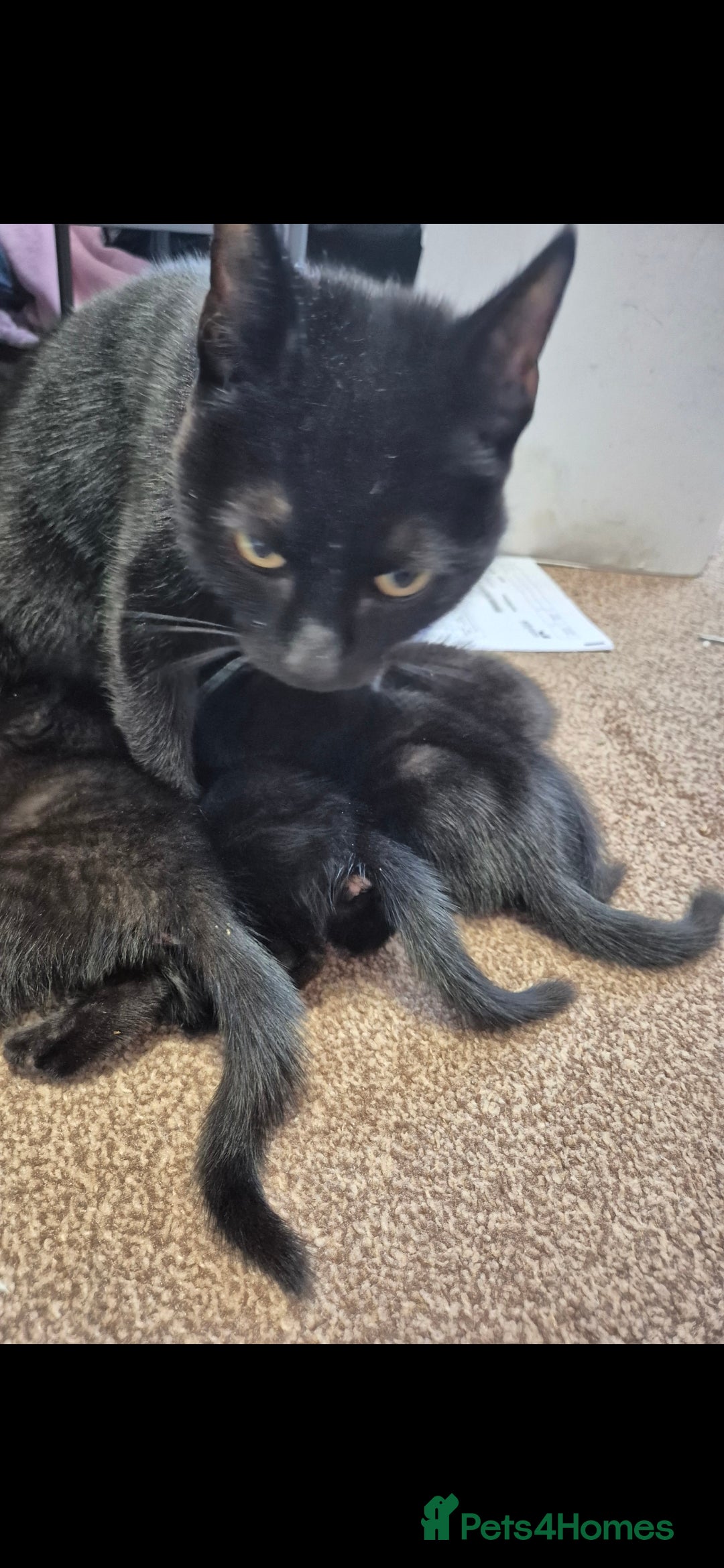 Mixed Breed cats for sale: Kitten ready for new homes - Advert 4