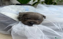 Staffordshire Bull Terrier dogs for sale: 🔷 Pharaon Champion Line Pups 🔷 in Wolverhampton - Image 7