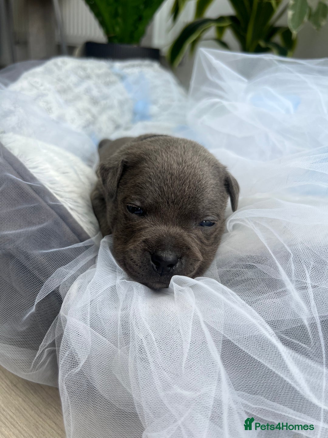 Staffordshire Bull Terrier dogs for sale: 🔷 Pharaon Champion Line Pups 🔷 in Wolverhampton - Image 7