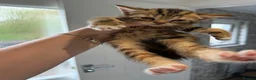 Mixed Breed cats for sale: 5 kittens for sale  - Advert 9