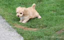Cavapoochon dogs for sale: Beautiful Cavapoochon boy for sale - Image 23