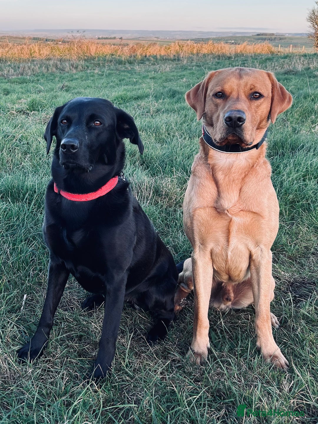 Labrador Retriever dogs for stud: Experienced Fox Red Labrador available for stud in Buckingham - Advert 5