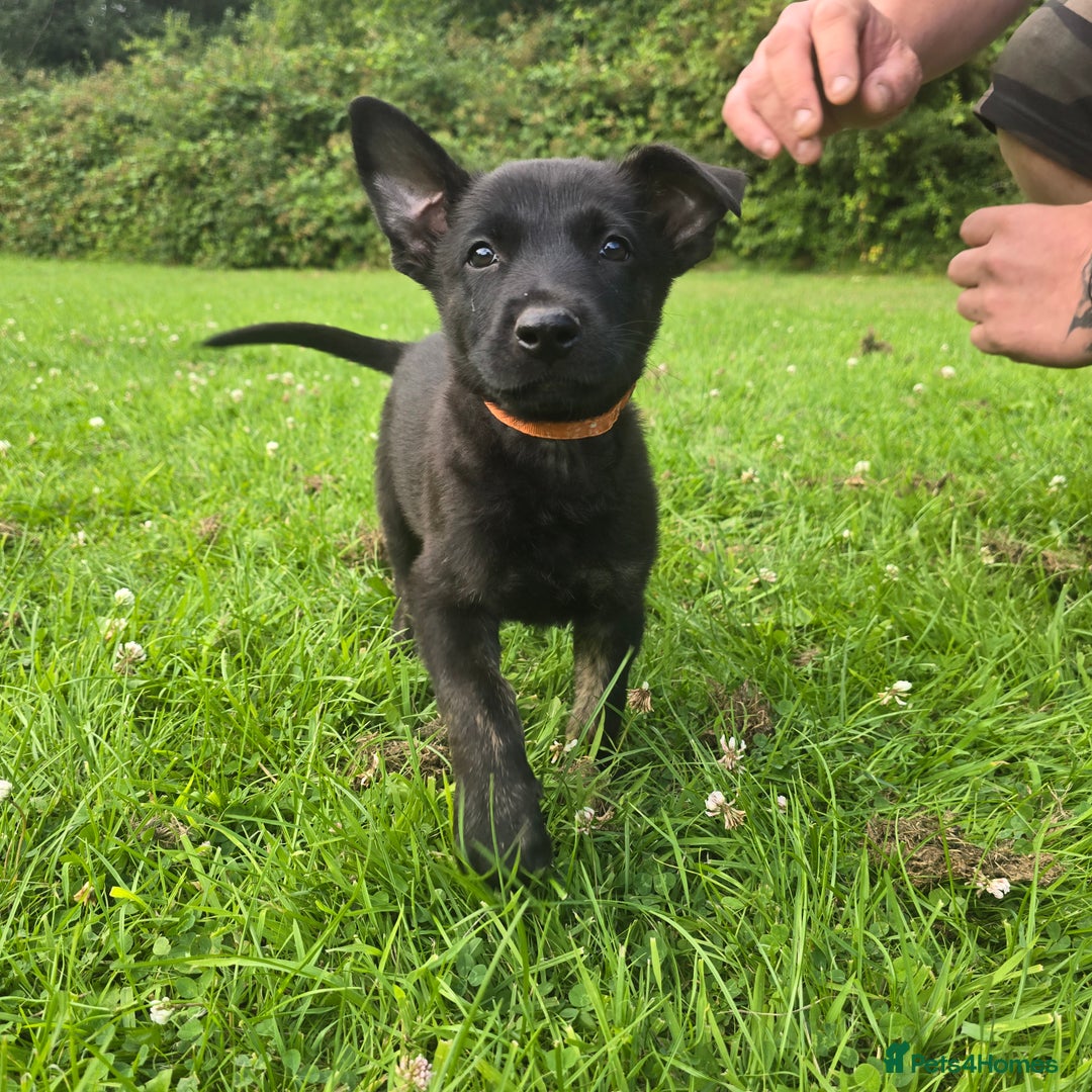 Belgian Shepherd Dog dogs for sale: Duch scheperd puppy for sale in Warrington - Image 12