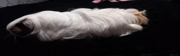 Guinea Pig rodents for sale: Two female guinea pigs - Advert 3