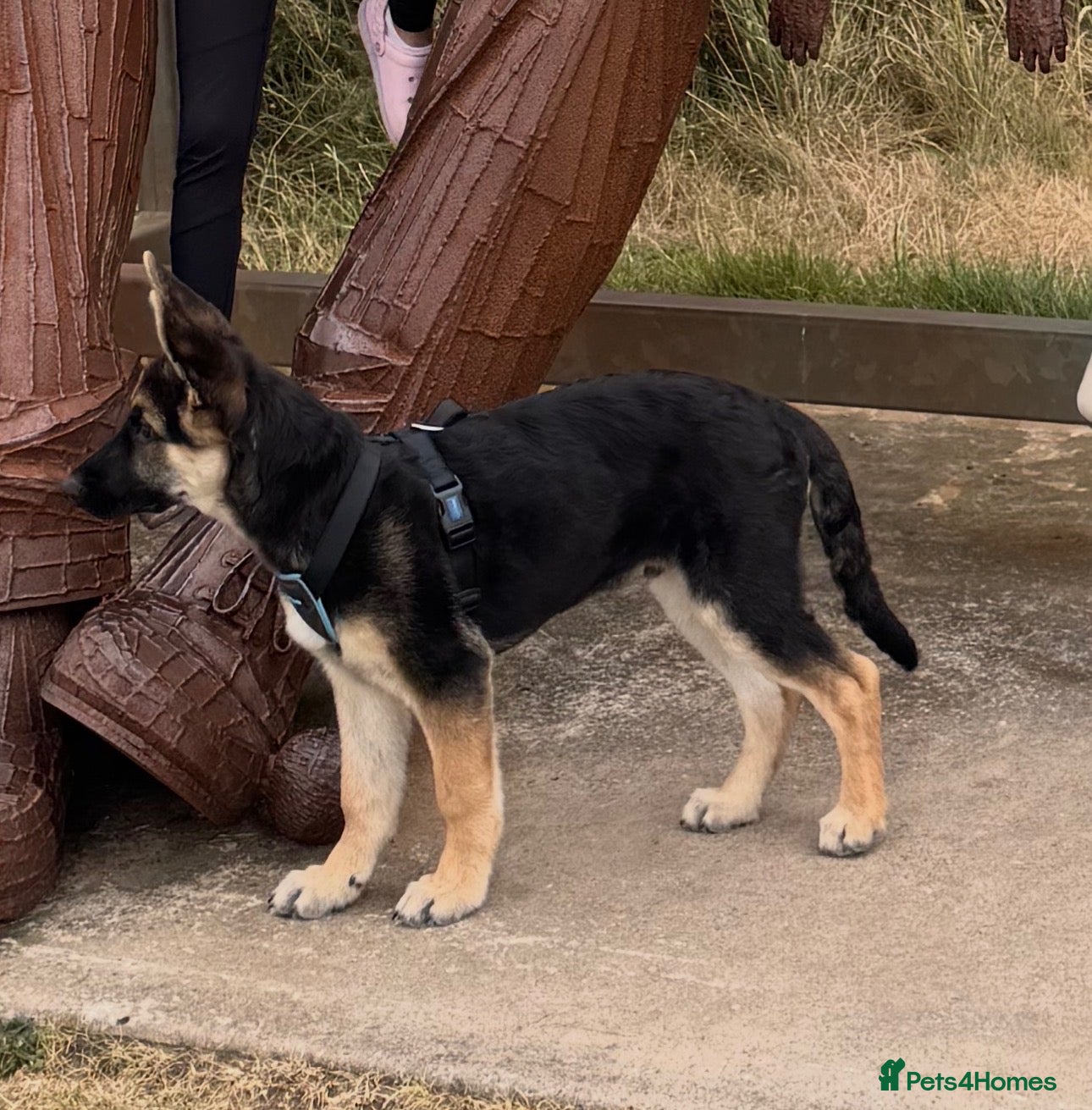 German Shepherd dogs Luck — German Shepherd Male — 6 Months Old - Advert 1