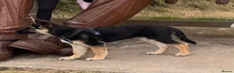 German Shepherd dogs for sale: Luck — German Shepherd Male — 6 Months Old in Houghton le Spring - Advert 1