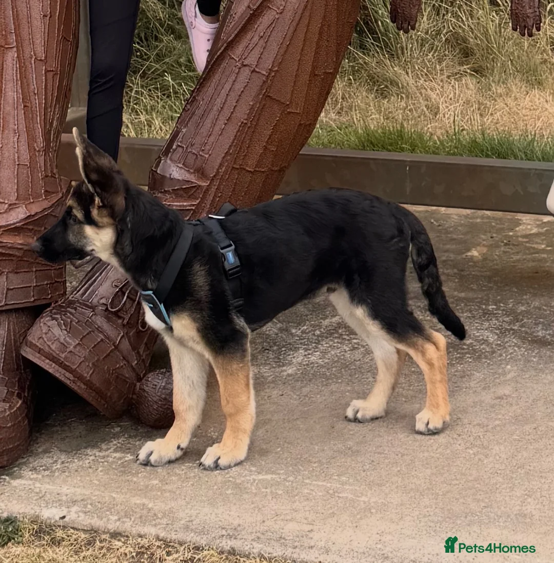 German Shepherd dogs for sale: Luck — German Shepherd Male — 6 Months Old in Houghton le Spring - Advert 1